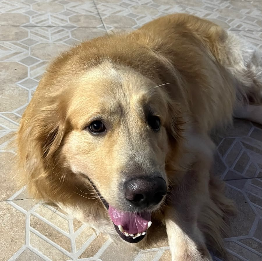 Cachorro golden retriever feliz