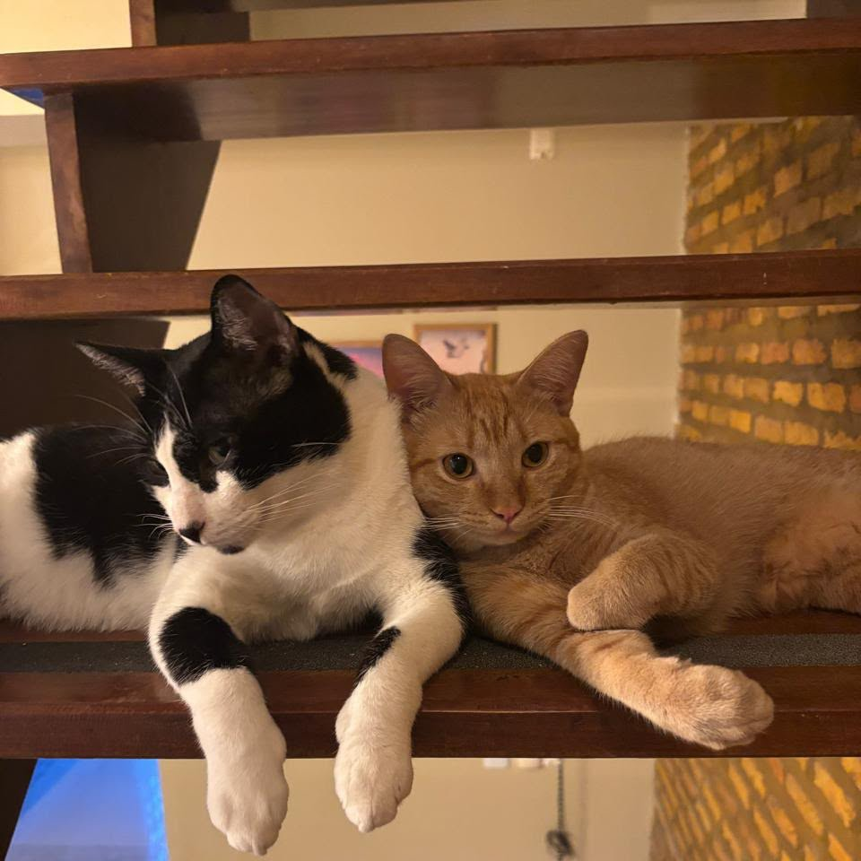 Dois gatos descansando juntos
